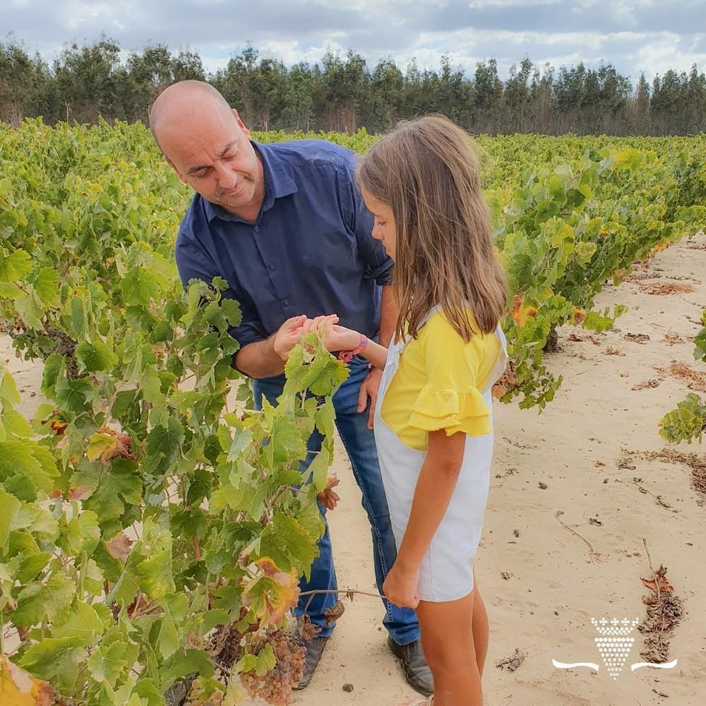 Un socio viticultor y su hija revisando los racimos en la viña